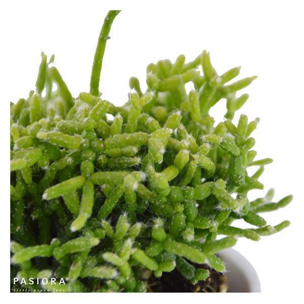 Rhipsalis cereuscula - 6cm