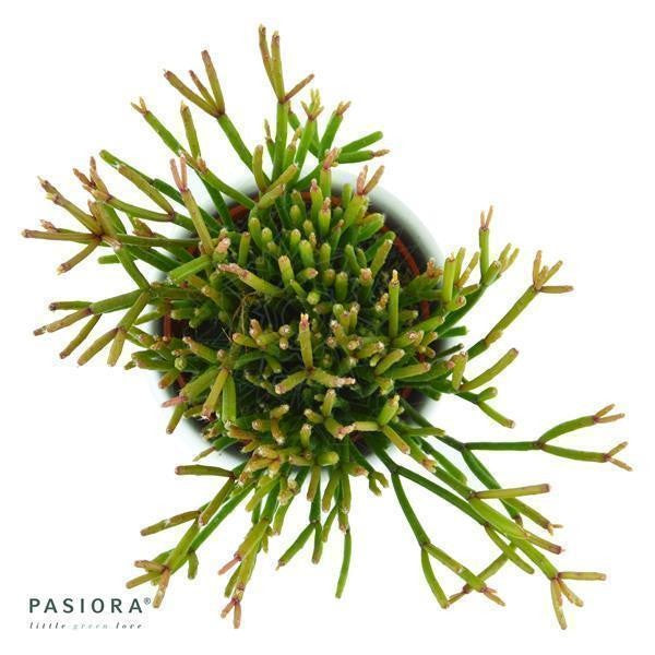 Rhipsalis clavata - 6cm