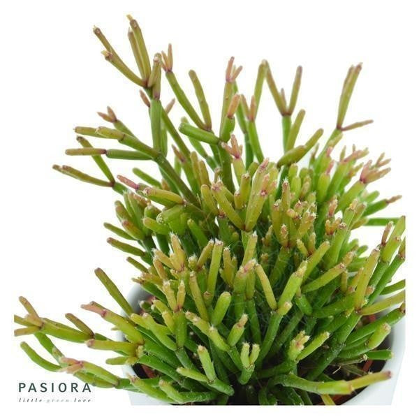 Rhipsalis clavata - 6cm