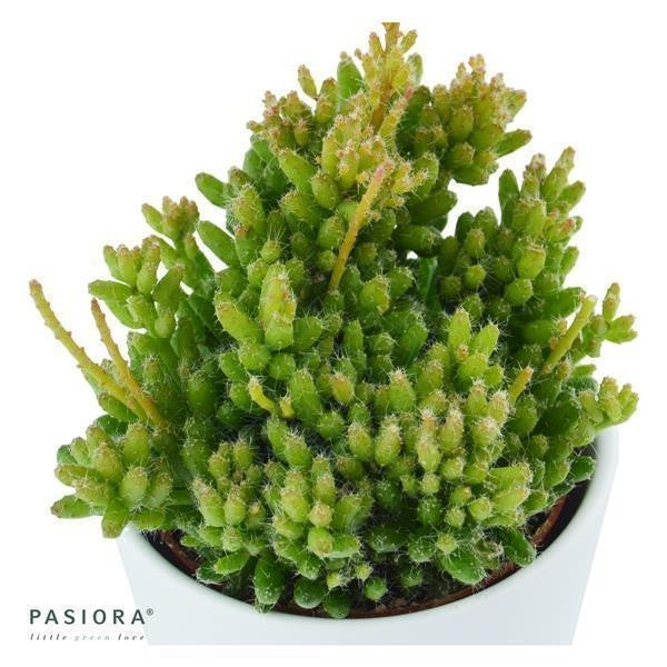 Rhipsalis mesembryanthemoides - 6cm