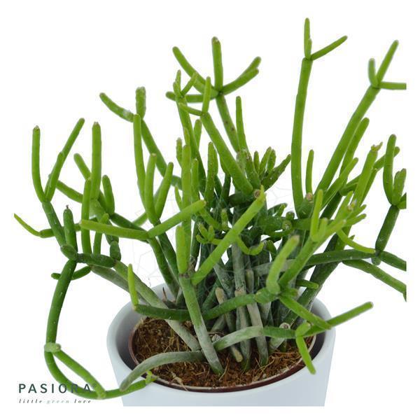 Rhipsalis teres f. heteroclada - 6cm