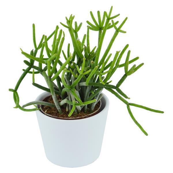 Rhipsalis teres f. heteroclada - 6cm