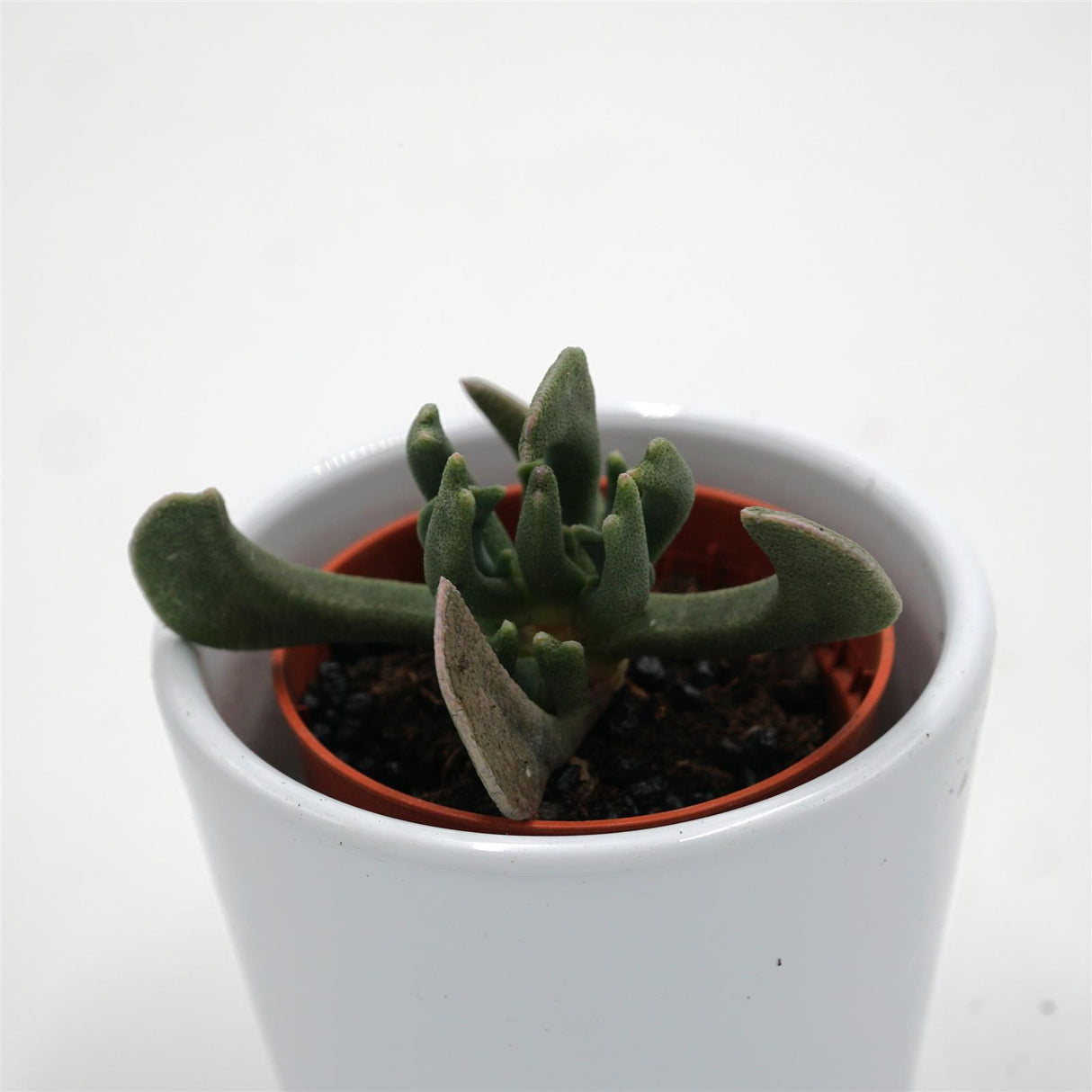 Rhombophyllum nelii - 5,5cm