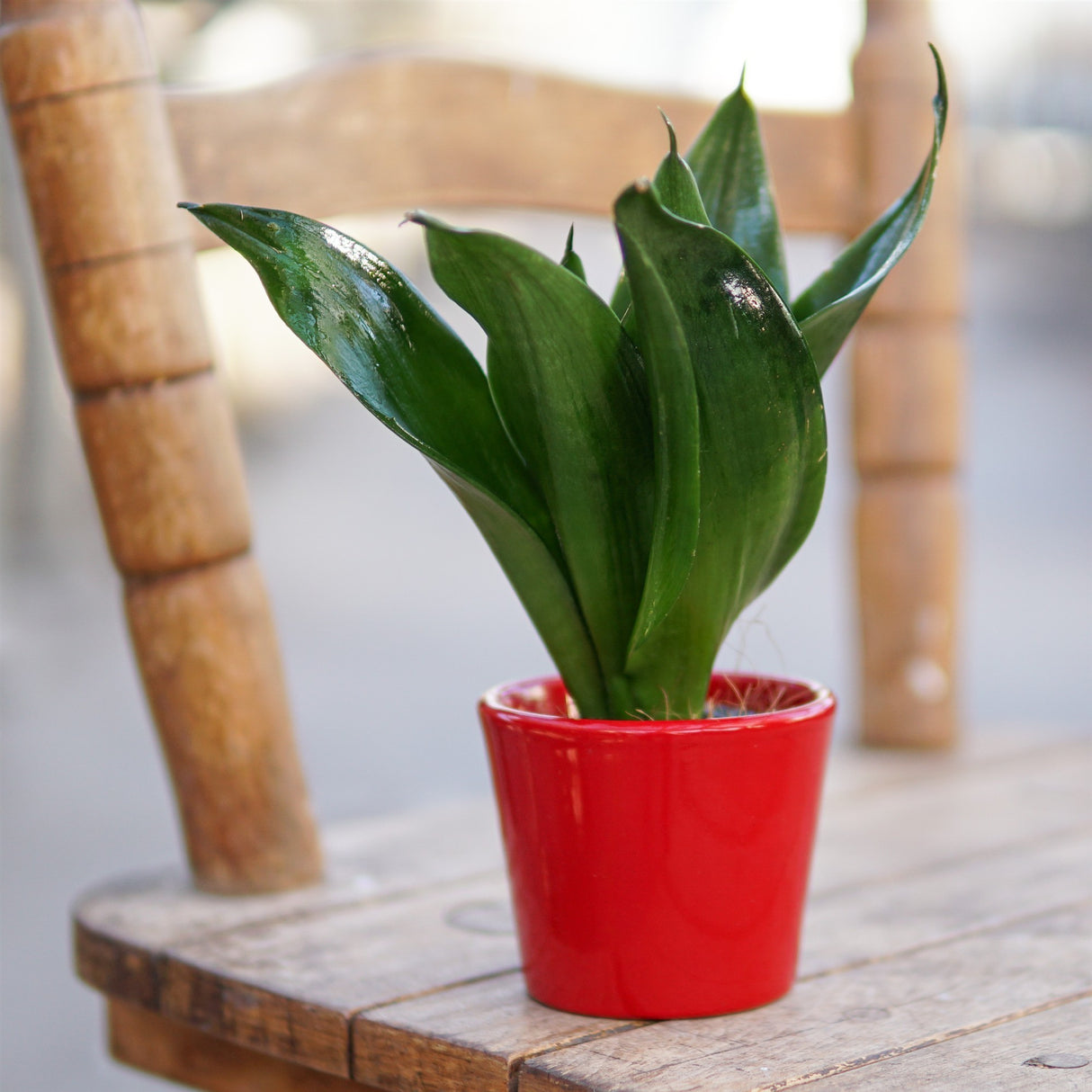 Sansevieria trifasciata Black Jade - 6cm