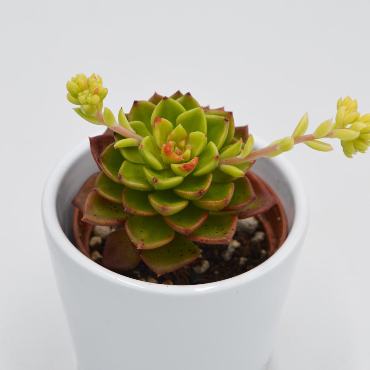 x Sedeveria Letitzia f. variegata - 6cm