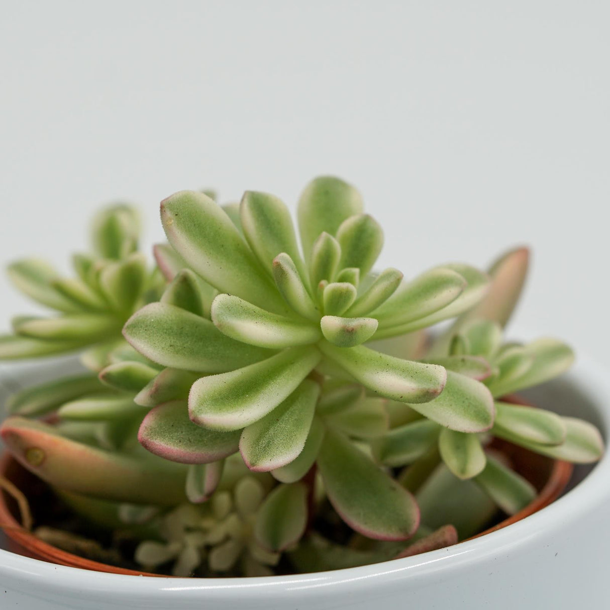 Sedum Joyce Tulloch f. variegata - 5.5cm