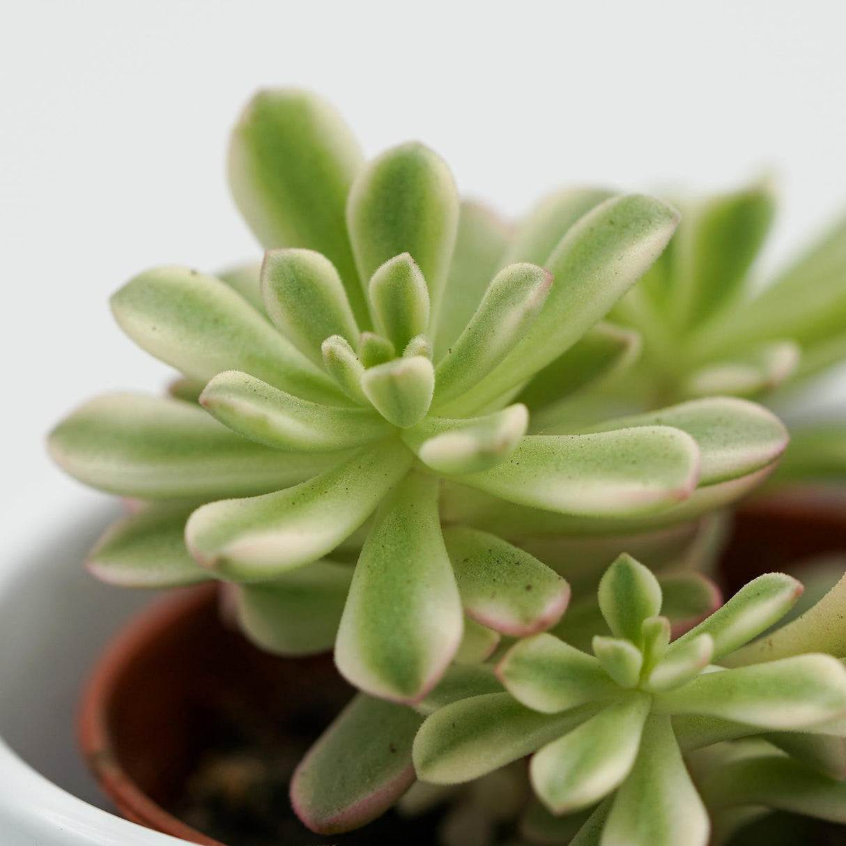 Sedum Joyce Tulloch f. variegata - 5,5cm