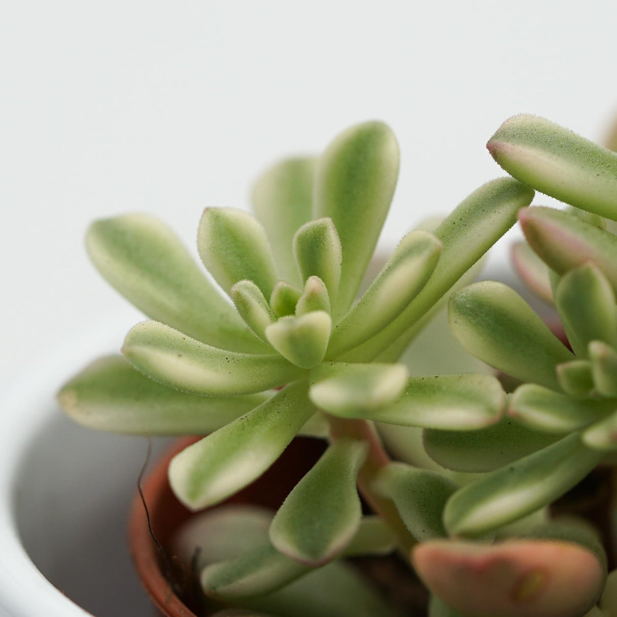 Sedum Joyce Tulloch f. variegata - 5.5cm