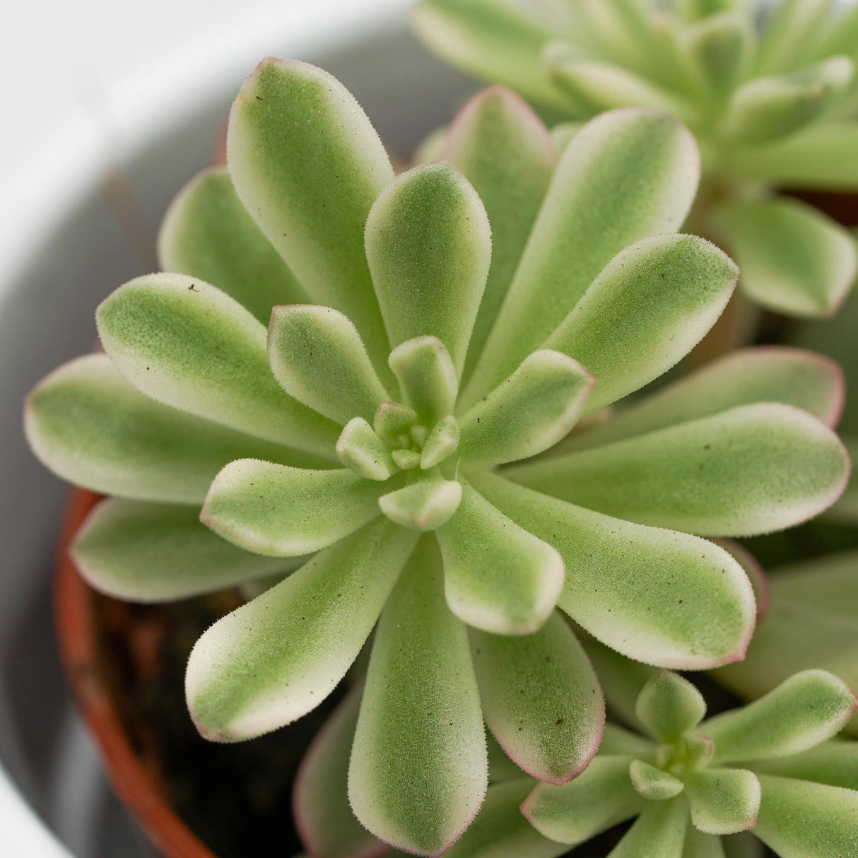 Sedum Joyce Tulloch f. variegata - 5.5cm