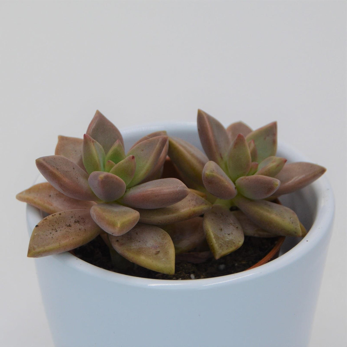 Sedum Bordeauxhart - 5,5cm