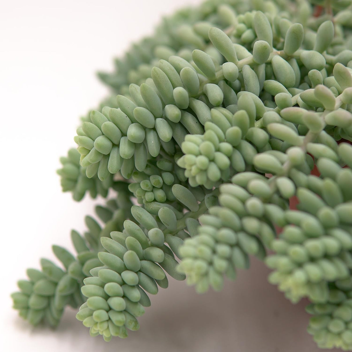 Sedum burrito - 14cm Ampel