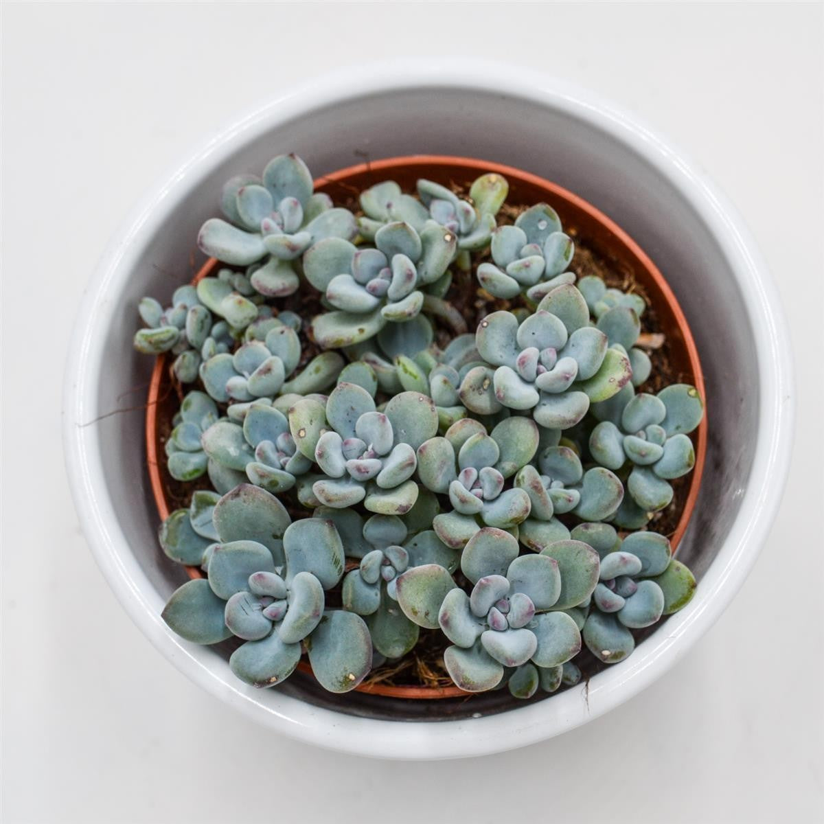 Sedum Cosmic Tom - 8,5cm