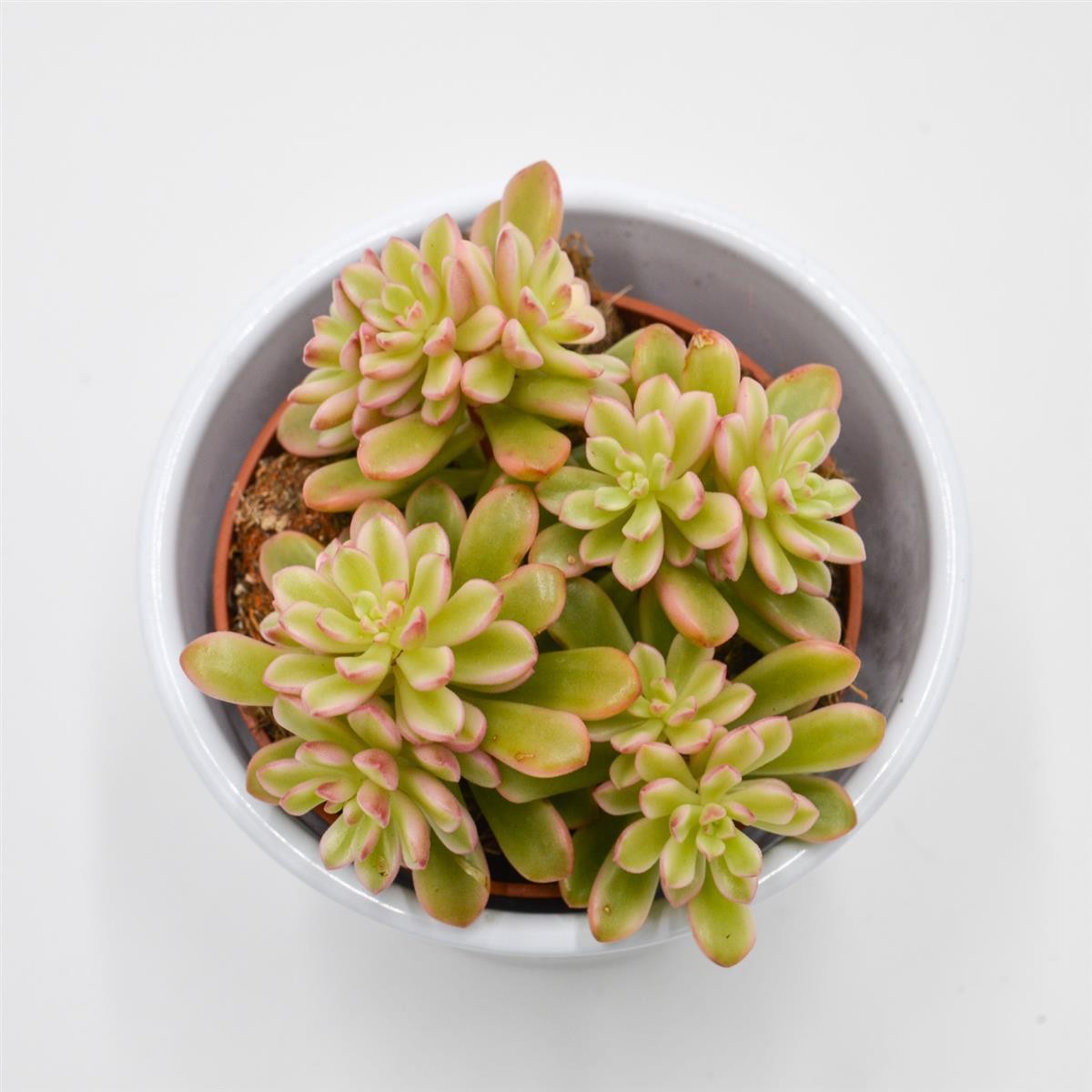 Sedum Joyce Tulloch f. variegata - 8.5cm