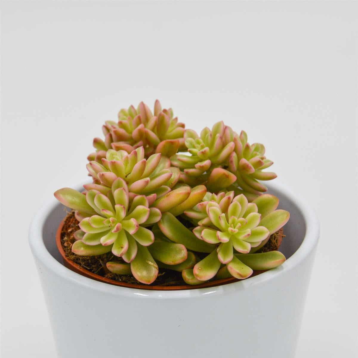 Sedum Joyce Tulloch f. variegata - 8.5cm