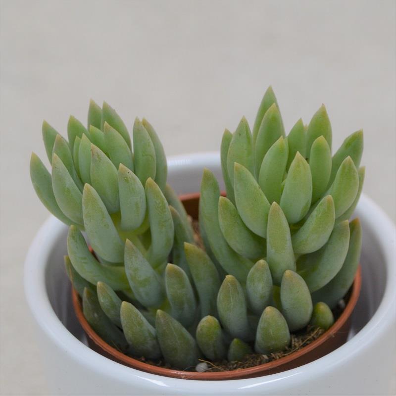Sedum morganianum - 5,5cm