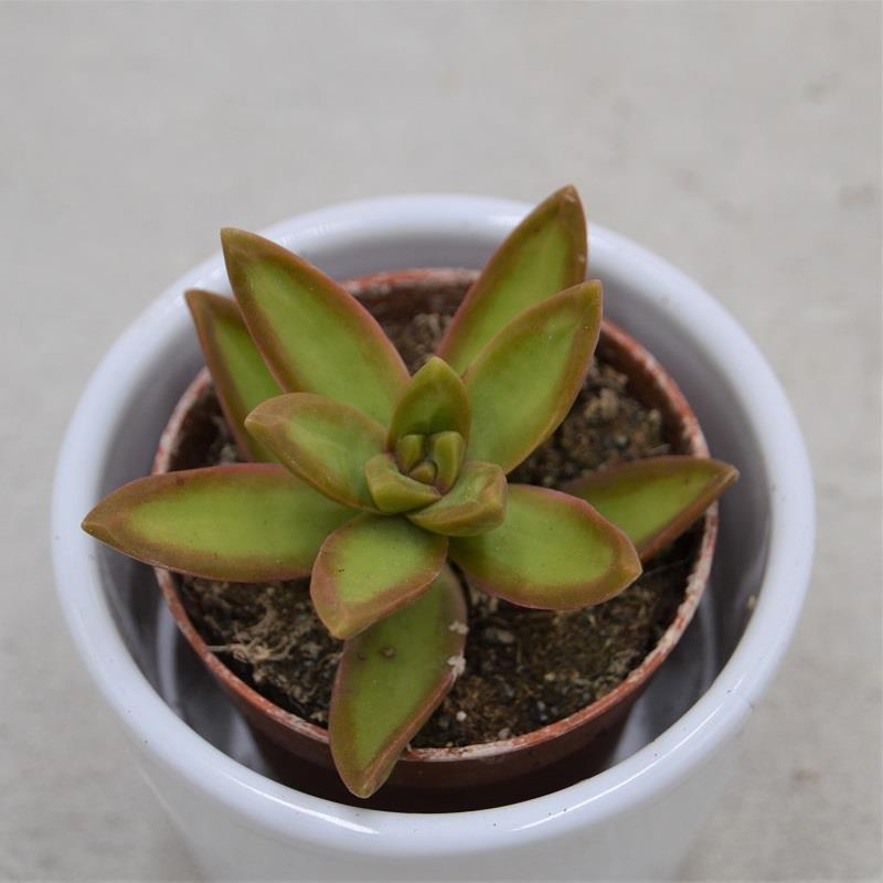 Sedum nussbaumerianum - 5,5cm