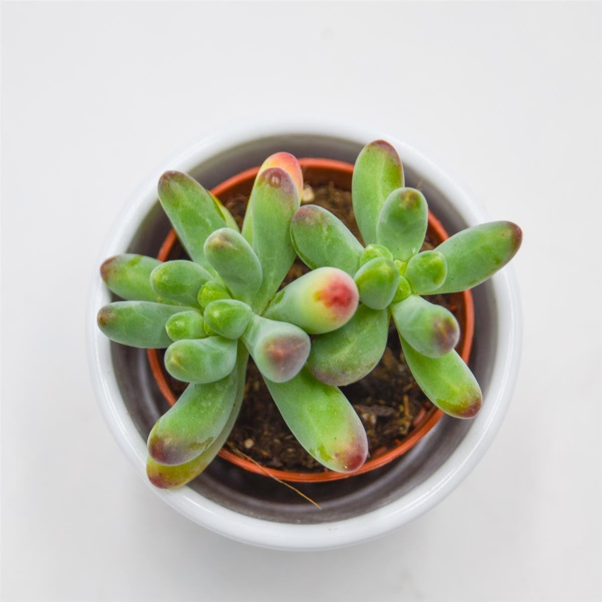 Sedum weisneus - 5,5cm