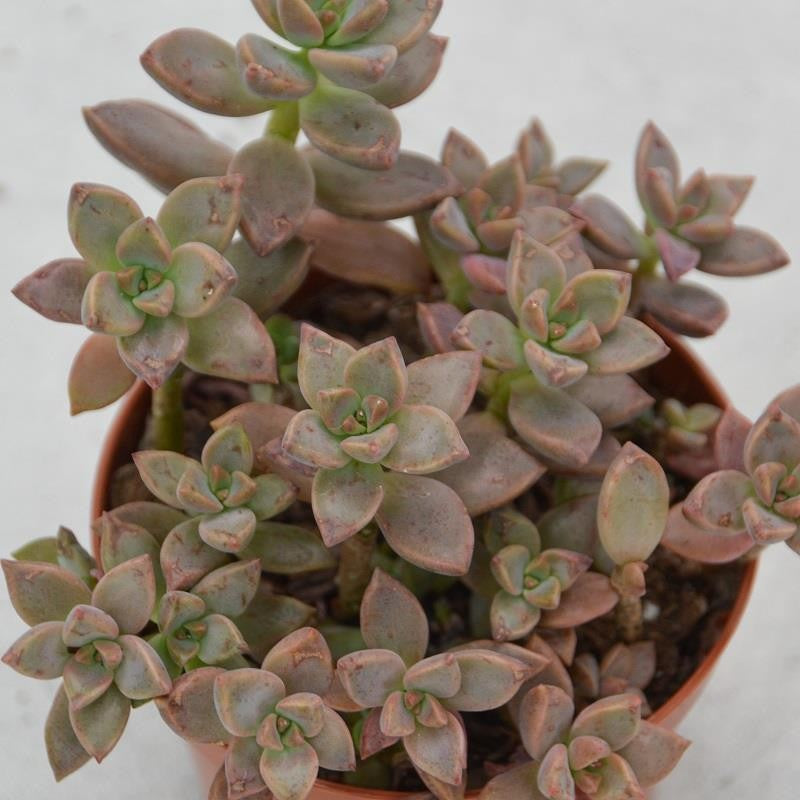 Sedum Bordeauxhart - 8,5cm