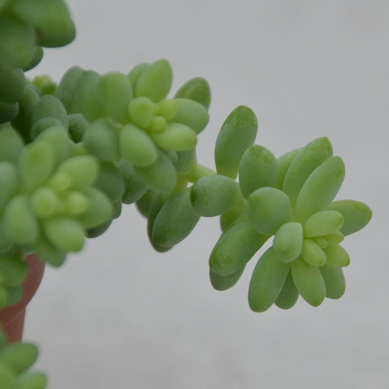 Sedum burrito - 12cm