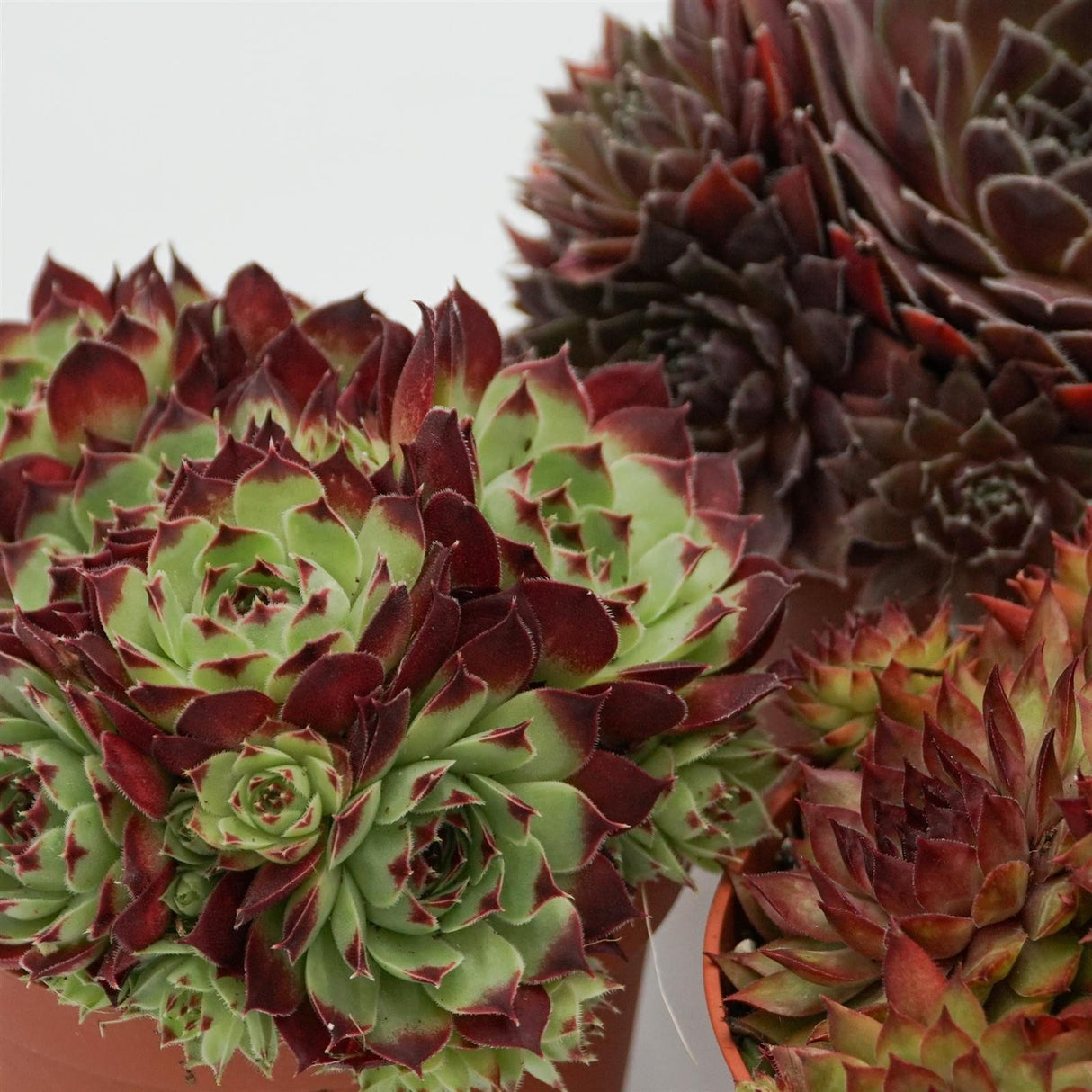 Sempervivum Mix 3 Stück