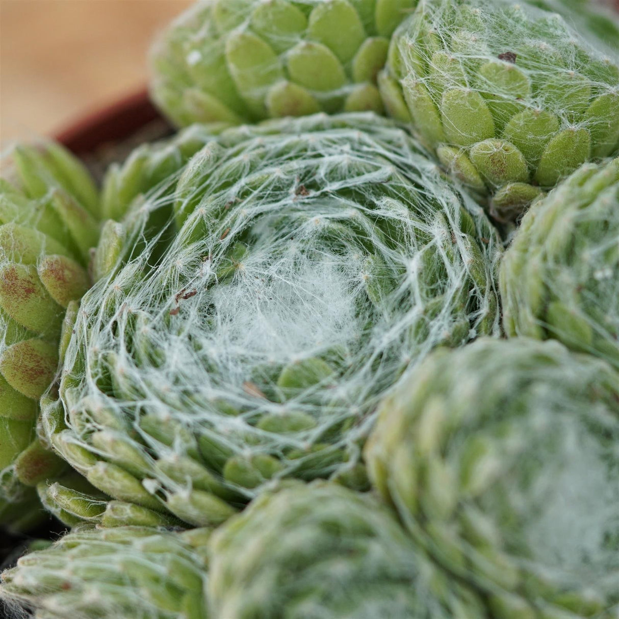 Sempervivum Mix 3 Stück