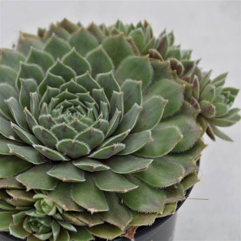 Sempervivum Hercules - 10,5cm