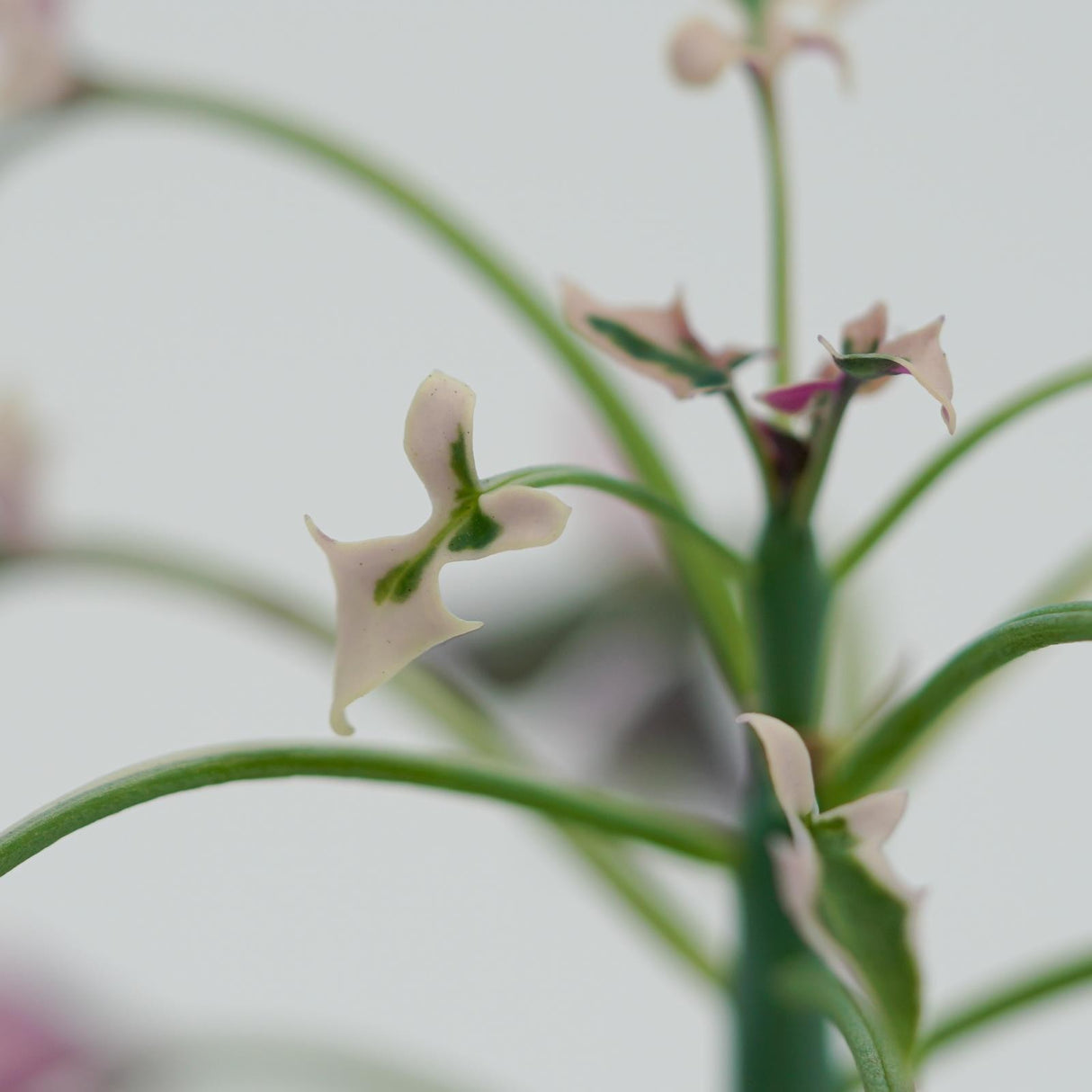 Senecio articulatus f. variegata - 8,5cm