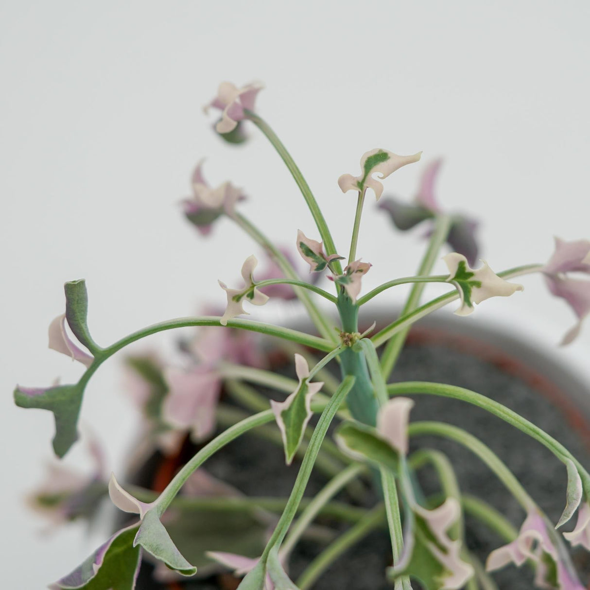Senecio articulatus f. variegata - 8,5cm