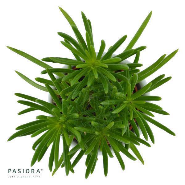 Senecio barbertonicus Himalaya - 6cm