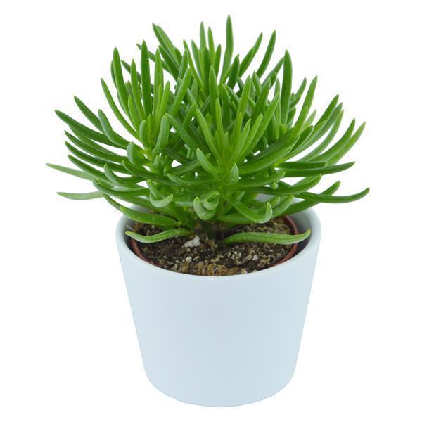 Senecio barbertonicus Himalaya - 6cm