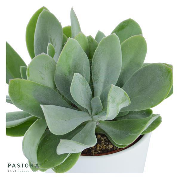 Senecio cephalophorus - 6cm