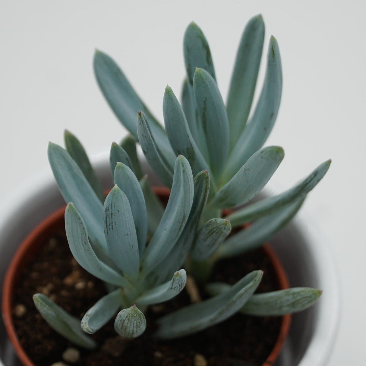 Senecio ficoides - 6cm
