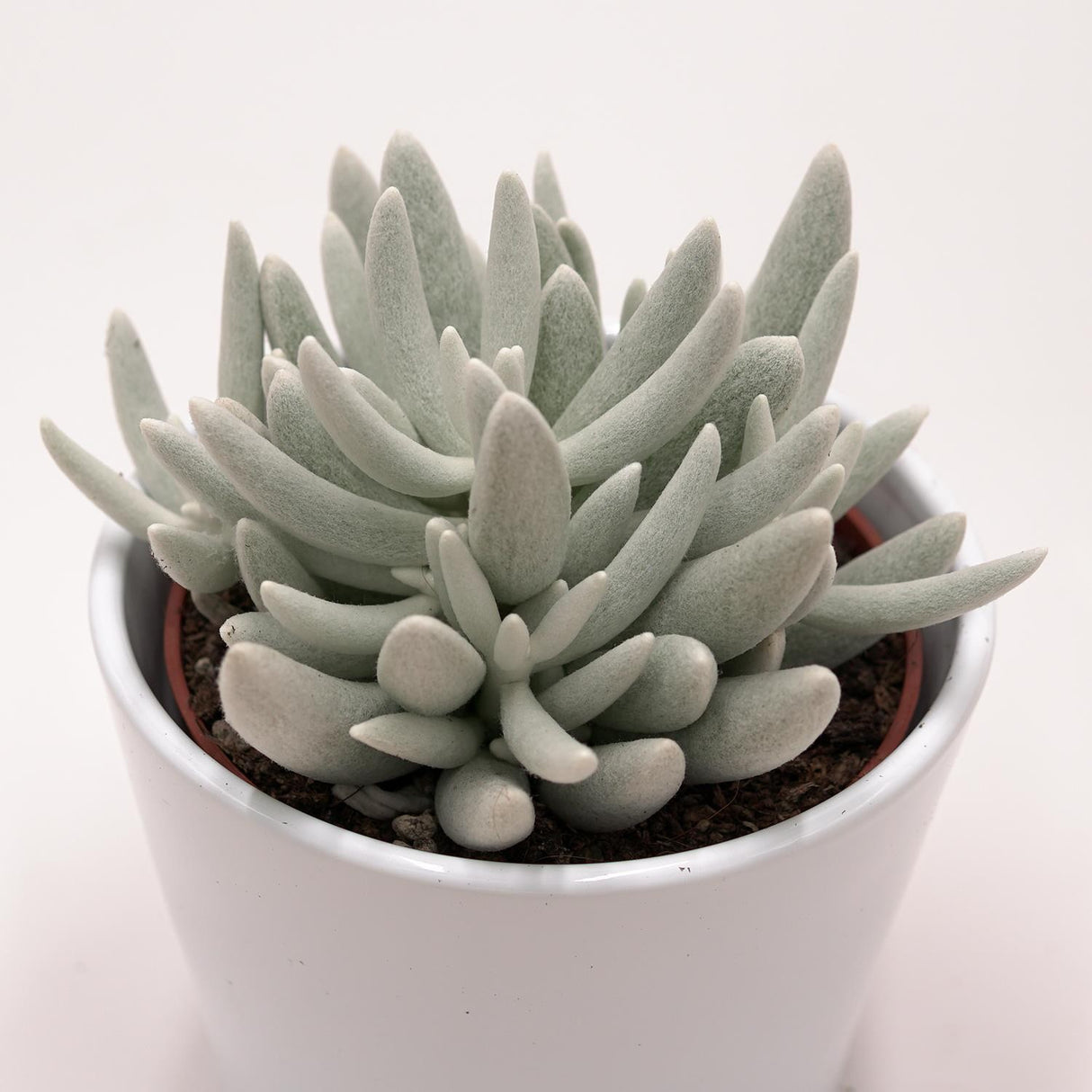 Senecio haworthii - 10,5cm