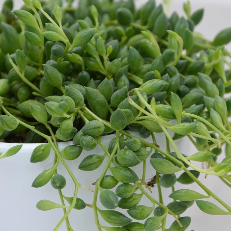 Senecio herreianus - 10.5cm