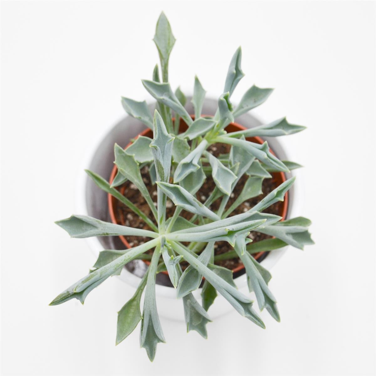 Senecio kleiniiformis - 8,5cm
