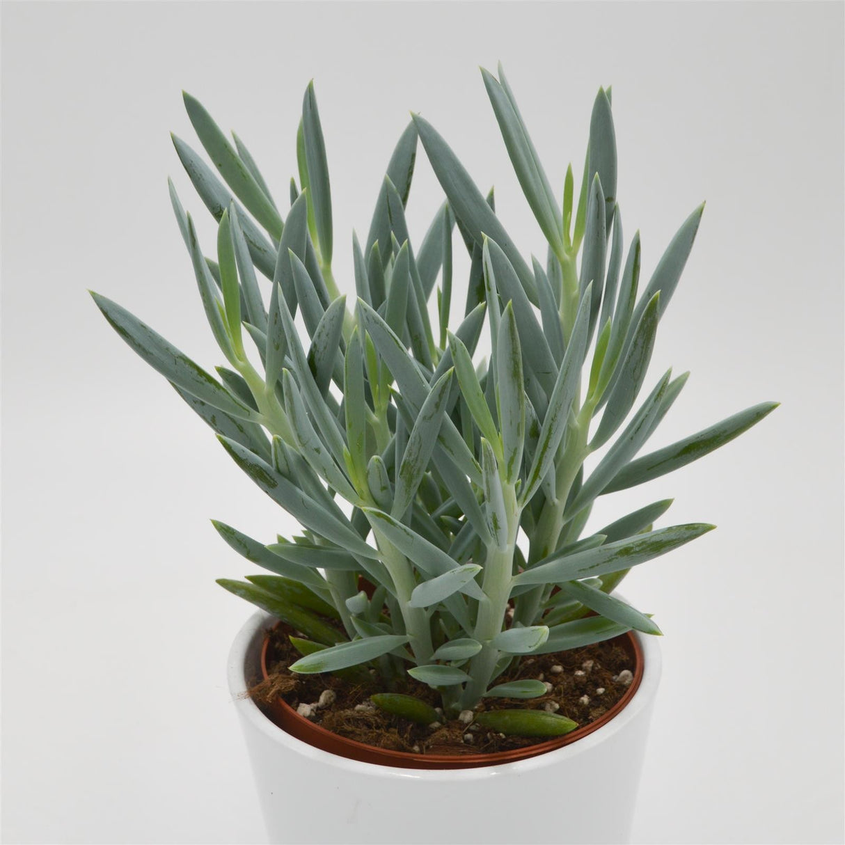 Senecio Mount Everest - 12cm