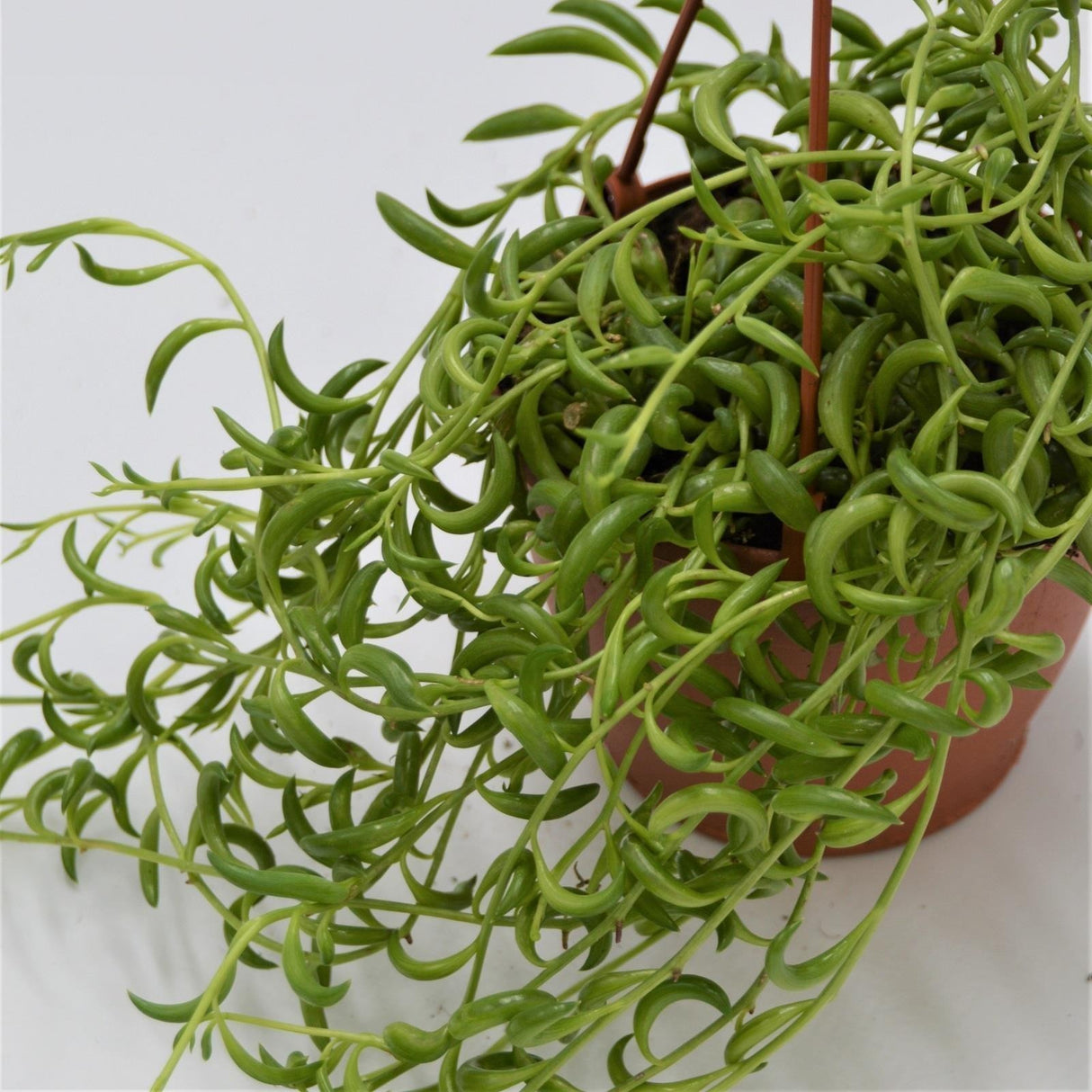 Senecio radicans - 12cm Ampel