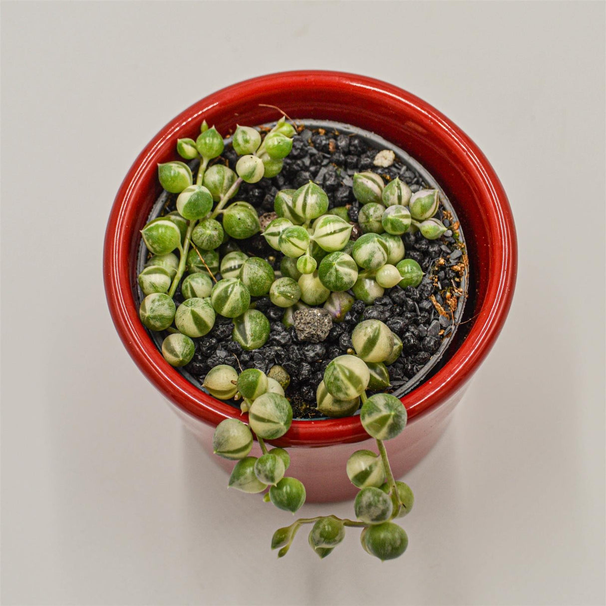 Senecio rowleyanus f. variegata - 6cm