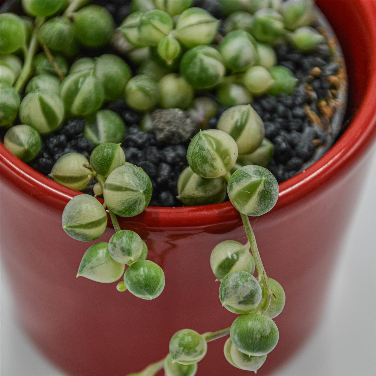 Senecio rowleyanus f. variegata - 6cm