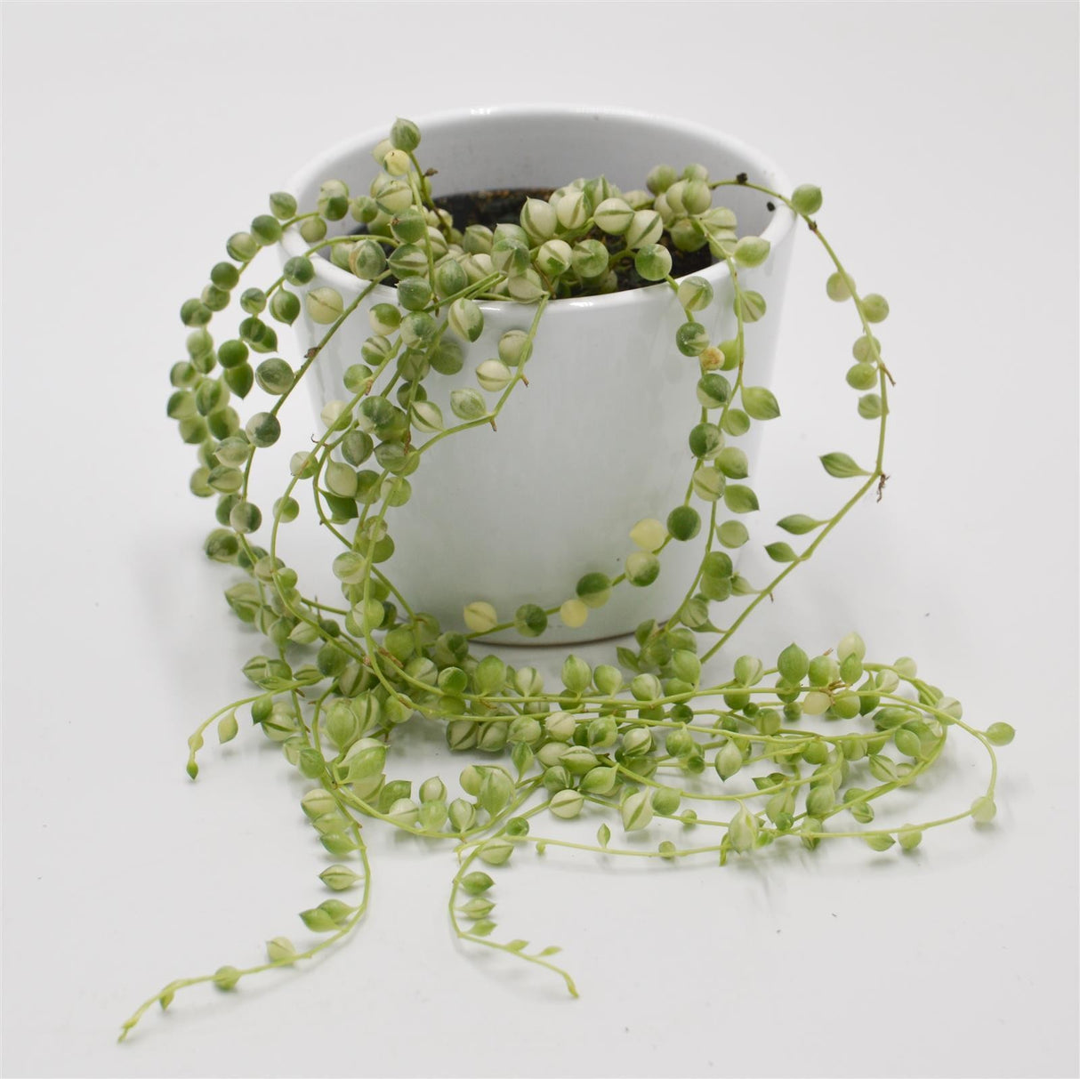 Senecio rowleyanus f. variegata - 8cm