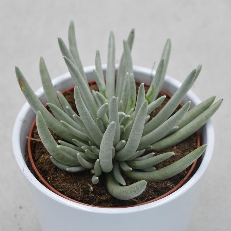 Senecio scapusis - 12cm