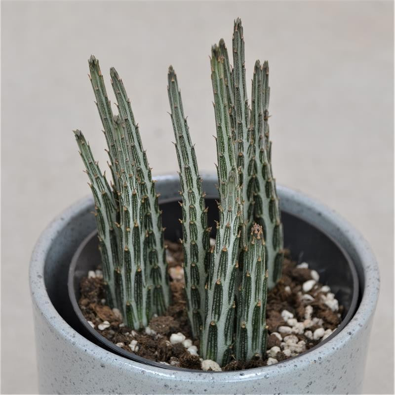 Senecio stapeliiformis - 10,5cm