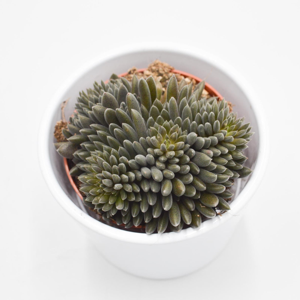 Sinocrassula yunnanensis - 8,5cm