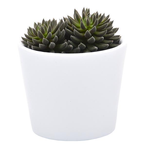 Sinocrassula yunnanensis - 5,5cm