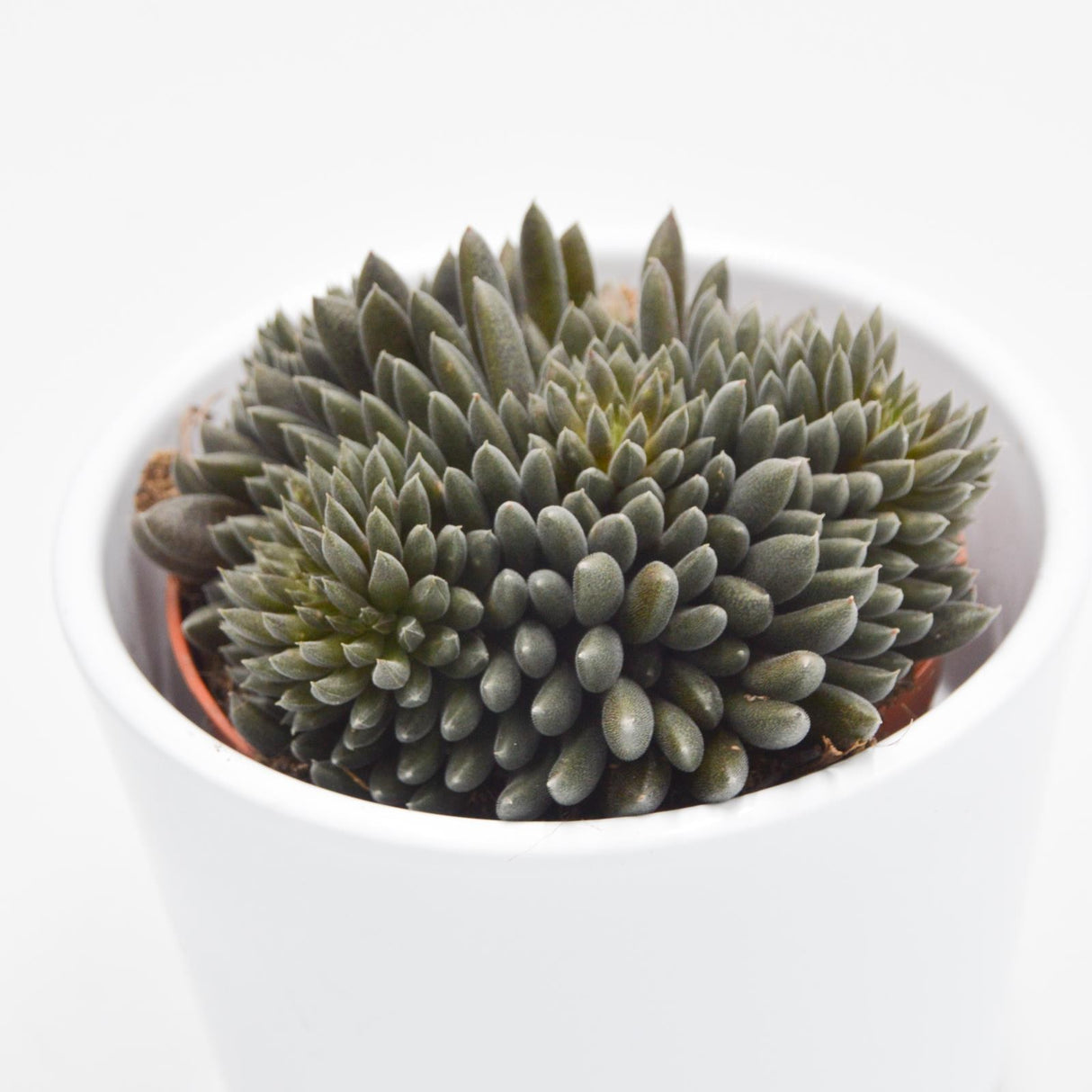 Sinocrassula yunnanensis - 8,5cm