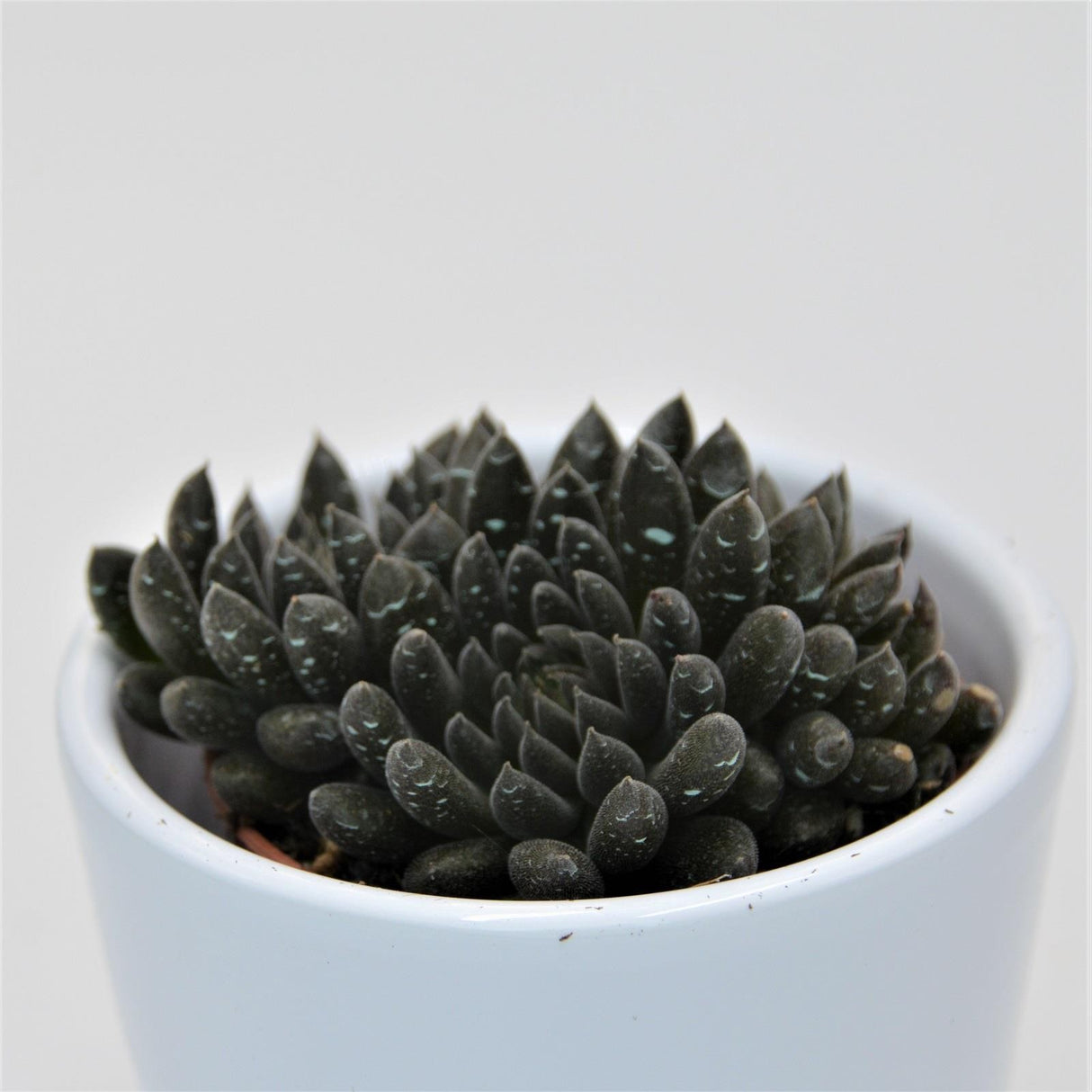 Sinocrassula yunnanensis - 5,5cm