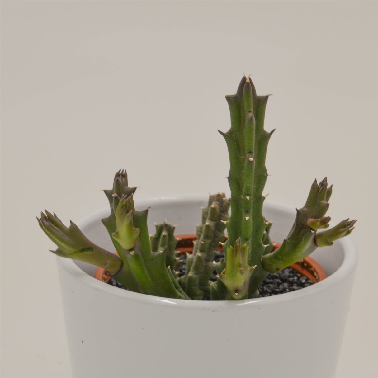 Stapelia Flavopurpurea - 8cm