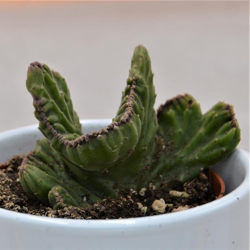 Stapelia leendertziae f. cristata - 8,5cm