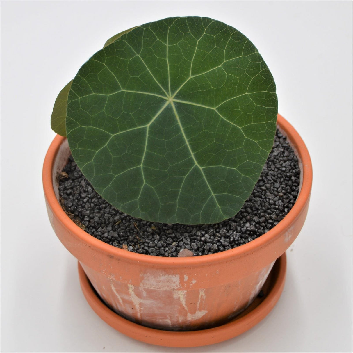 Stephania nova - 15cm im Tontopf