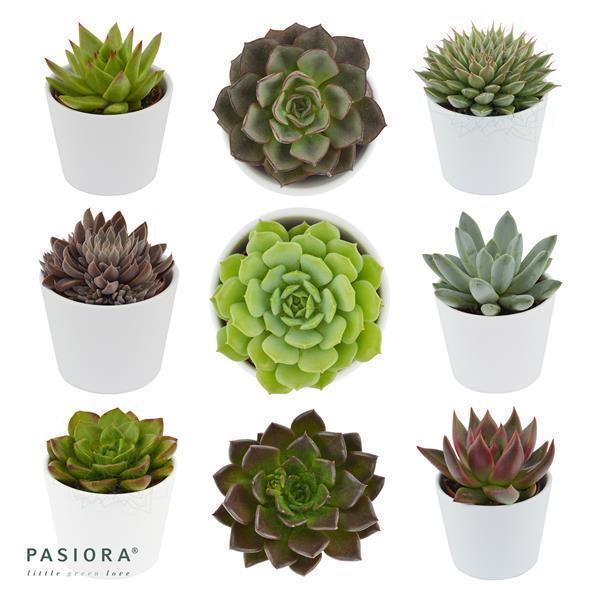 Rosetten - Exclusive